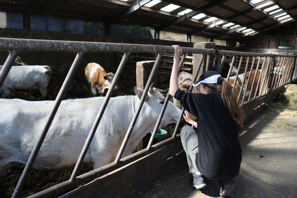 Een jonge vrouw aait een koe in de stal